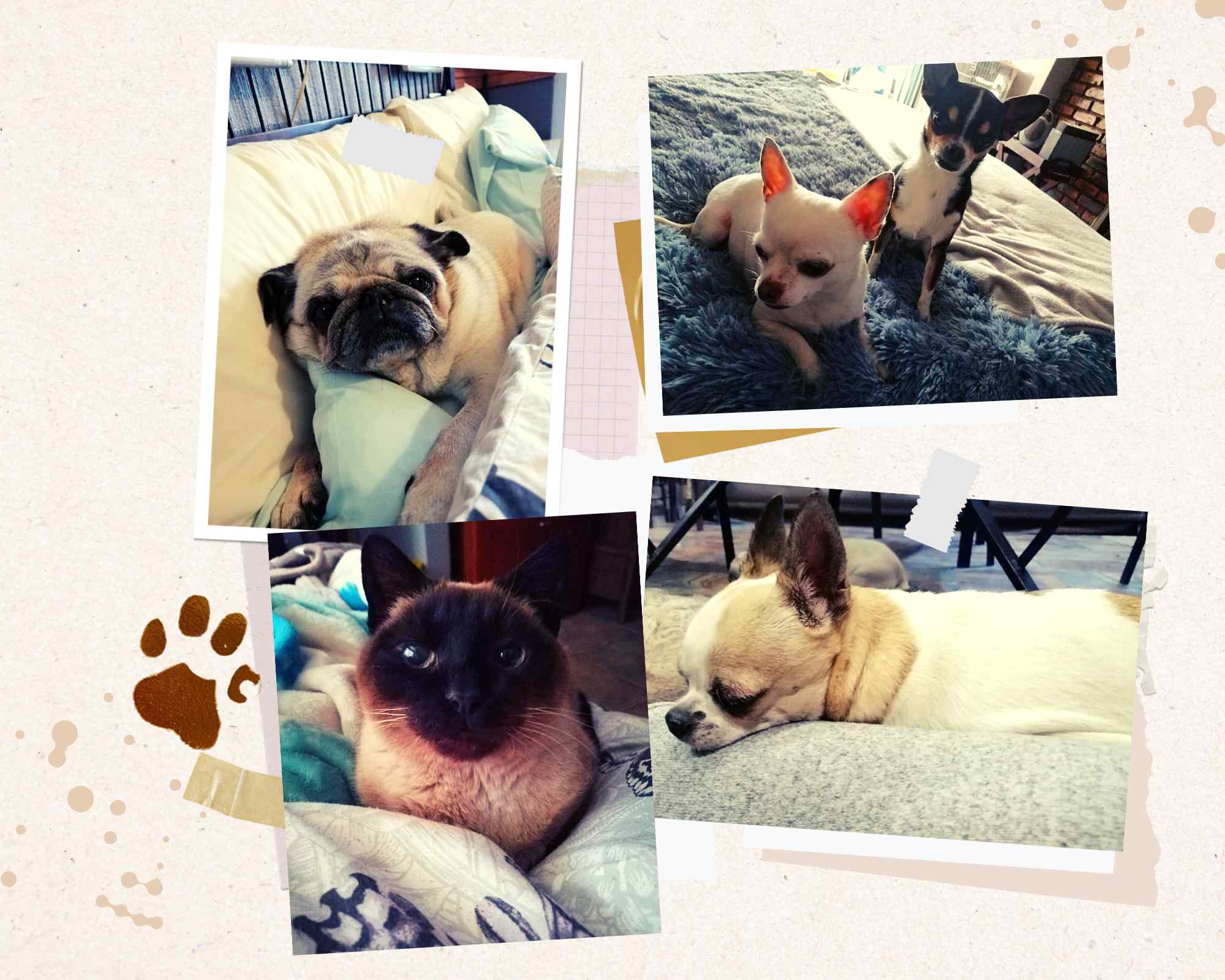 Paw Paw Pets - Karen Botes & Hooman