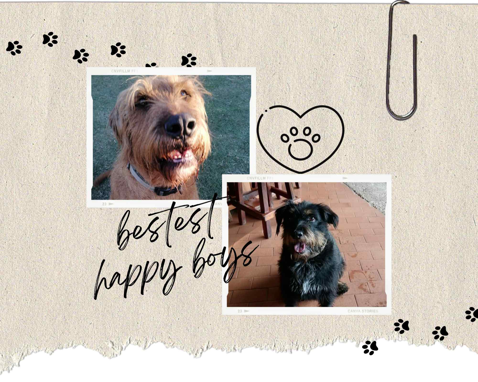 Paw Paw Pets - Jessica Lavan