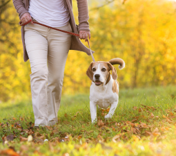 Paw Paw Pet Park - Pet Sitting Services and Dog Walking Service